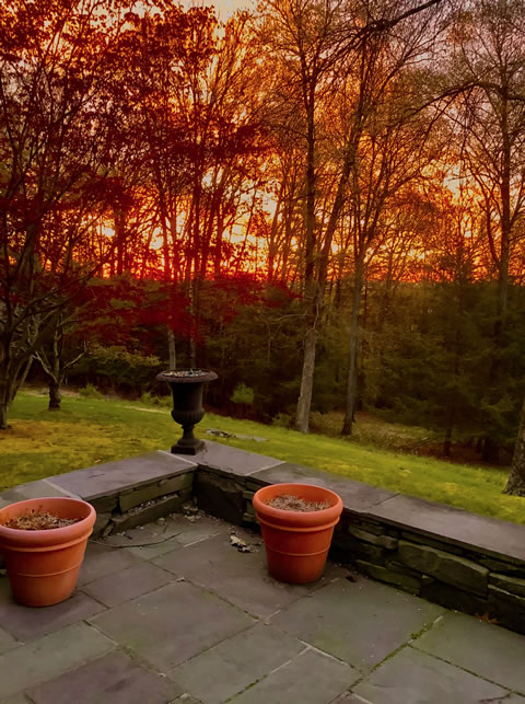 Patio View May 2020